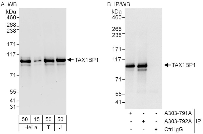 TAX1BP1 Antibody in Western Blot (WB)
