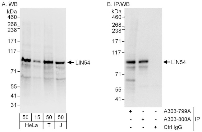 LIN54 Antibody in Western Blot (WB)
