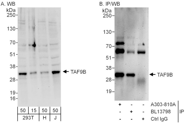 TAF9B Antibody in Western Blot (WB)