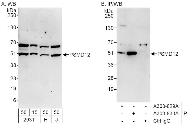 PSMD12 Antibody in Western Blot (WB)