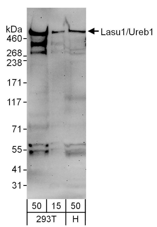 Lasu1/Ureb1 Antibody in Western Blot (WB)