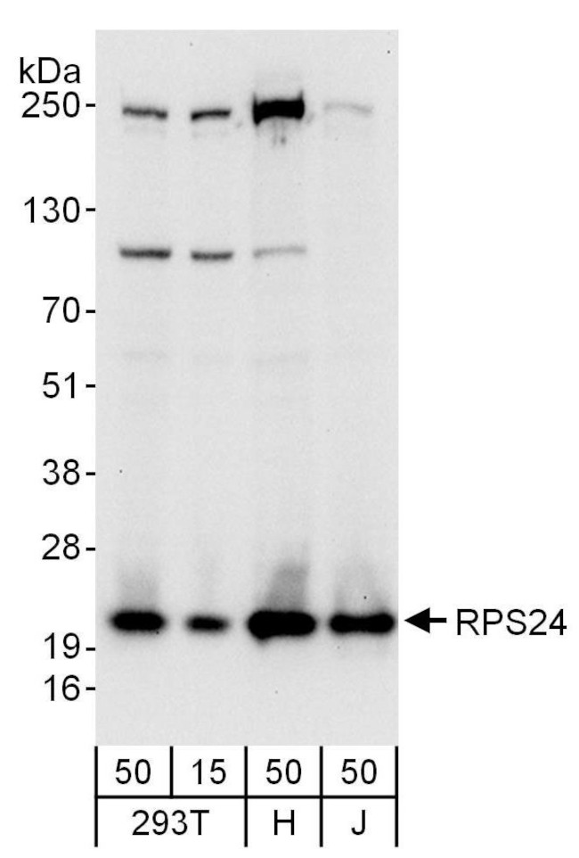 RPS24 Antibody in Western Blot (WB)
