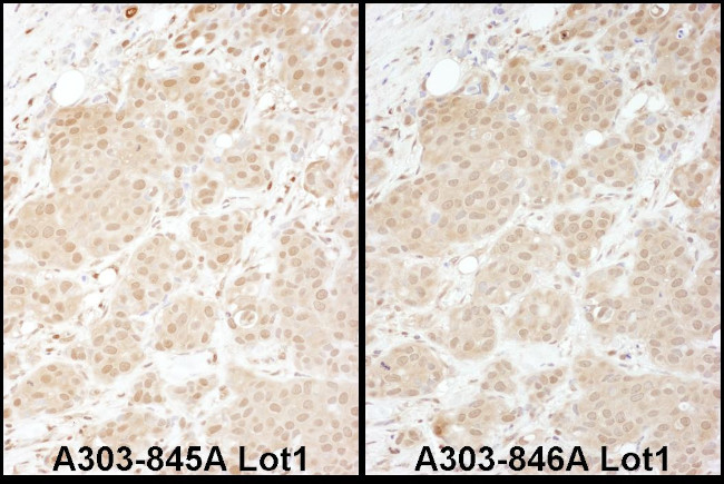 PSMA1 Antibody in Immunohistochemistry (Paraffin) (IHC (P))
