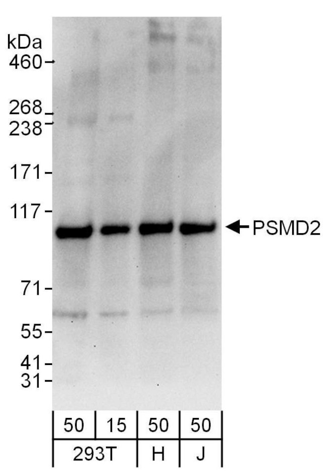 PSMD2 Antibody in Western Blot (WB)