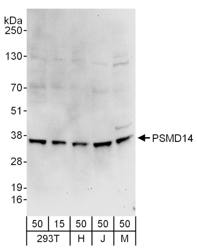 PSMD14 Antibody in Western Blot (WB)