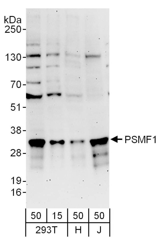 PSMF1 Antibody in Western Blot (WB)