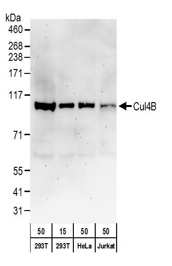 Cul4B Antibody in Western Blot (WB)
