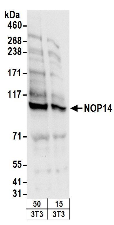 NOP14 Antibody in Western Blot (WB)