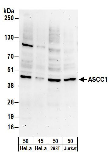 ASCC1 Antibody in Western Blot (WB)