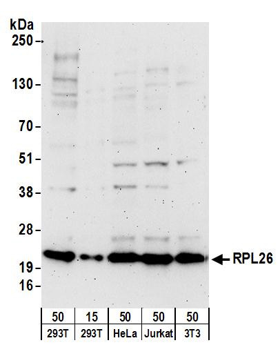 RPL26 Antibody in Western Blot (WB)