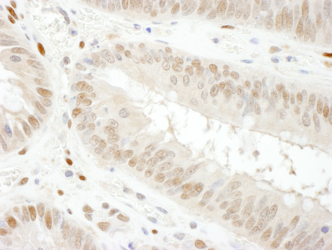 GAPDH Antibody in Immunohistochemistry (Paraffin) (IHC (P))