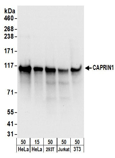 CAPRIN1 Antibody in Western Blot (WB)