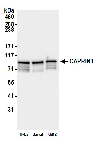 CAPRIN1 Antibody in Western Blot (WB)