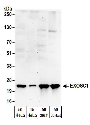 EXOSC1 Antibody in Western Blot (WB)