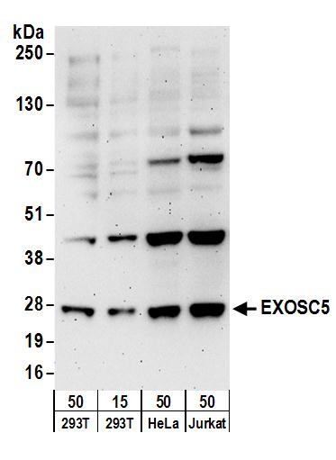 EXOSC5 Antibody in Western Blot (WB)