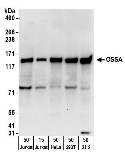 OSSA Antibody in Western Blot (WB)