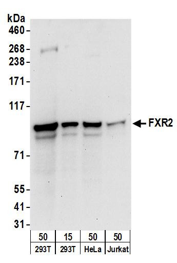 FXR2 Antibody in Western Blot (WB)