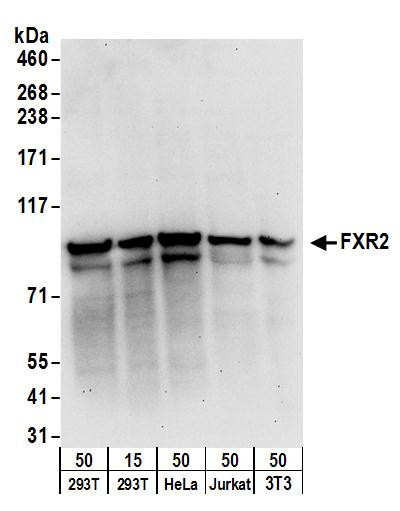 FXR2 Antibody in Western Blot (WB)