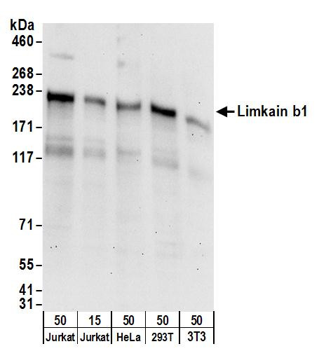 Limkain b1 Antibody in Western Blot (WB)