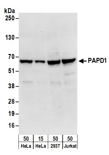 PAPD1 Antibody in Western Blot (WB)