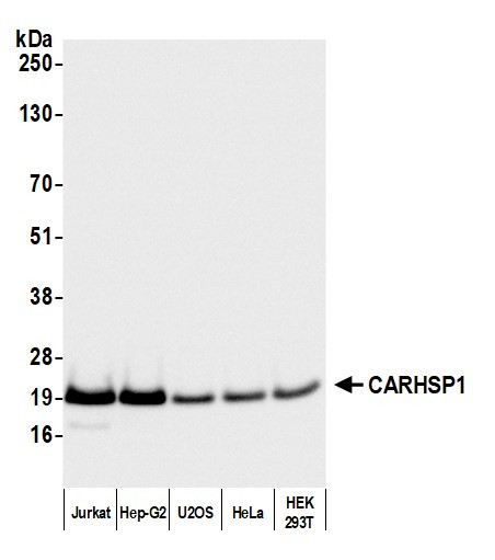 CARHSP1 Antibody in Western Blot (WB)