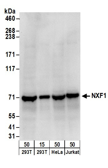 NXF1 Antibody in Western Blot (WB)