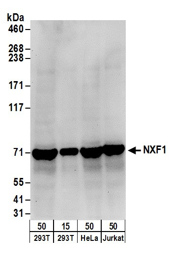 NXF1 Antibody in Western Blot (WB)