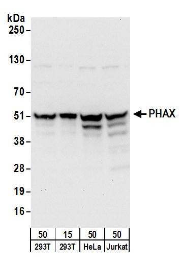PHAX Antibody in Western Blot (WB)