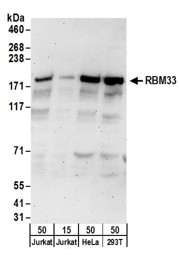 RBM33 Antibody in Western Blot (WB)