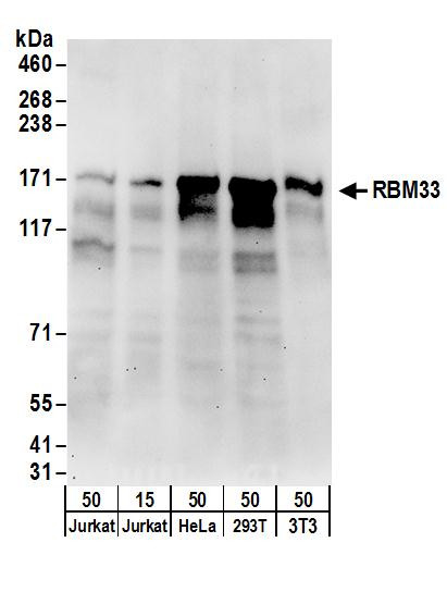 RBM33 Antibody in Western Blot (WB)