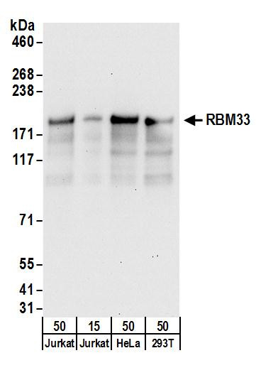 RBM33 Antibody in Western Blot (WB)
