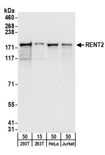 RENT2 Antibody in Western Blot (WB)