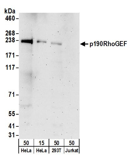 p190RhoGEF Antibody in Western Blot (WB)