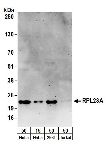 RPL23A Antibody in Western Blot (WB)
