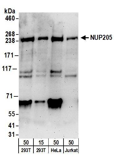 NUP205 Antibody in Western Blot (WB)