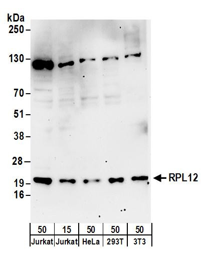 RPL12 Antibody in Western Blot (WB)