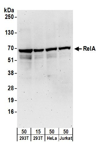 RelA Antibody in Western Blot (WB)
