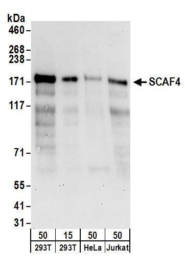SCAF4 Antibody in Western Blot (WB)