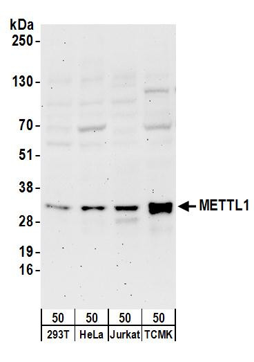 METTL1 Antibody in Western Blot (WB)