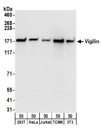 Vigilin Antibody in Western Blot (WB)