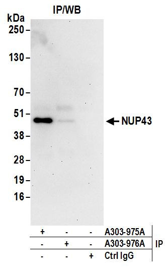 NUP43 Antibody in Immunoprecipitation (IP)