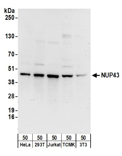 NUP43 Antibody in Western Blot (WB)