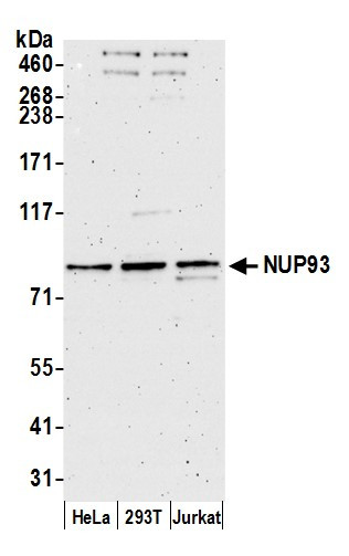 NUP93 Antibody in Western Blot (WB)