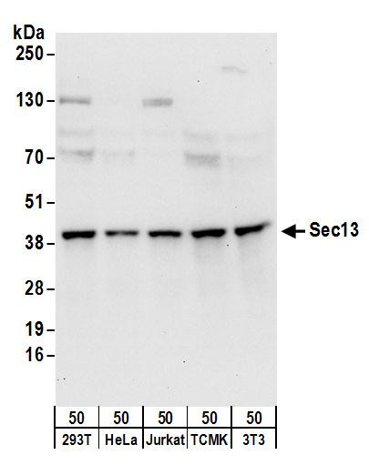 Sec13 Antibody in Western Blot (WB)