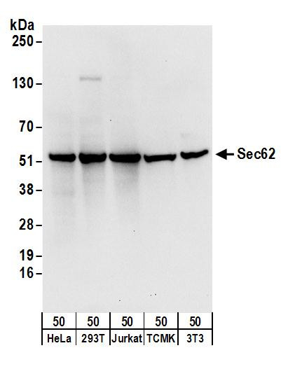 Sec62 Antibody in Western Blot (WB)