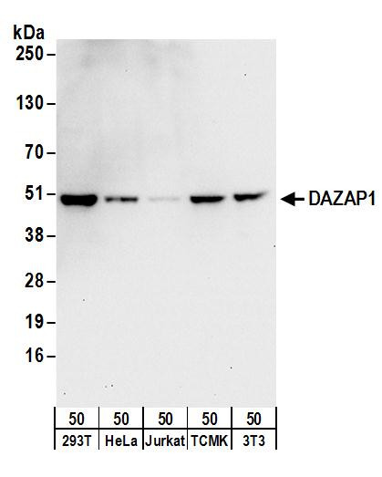 DAZAP1 Antibody in Western Blot (WB)