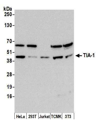 TIA-1 Antibody in Western Blot (WB)