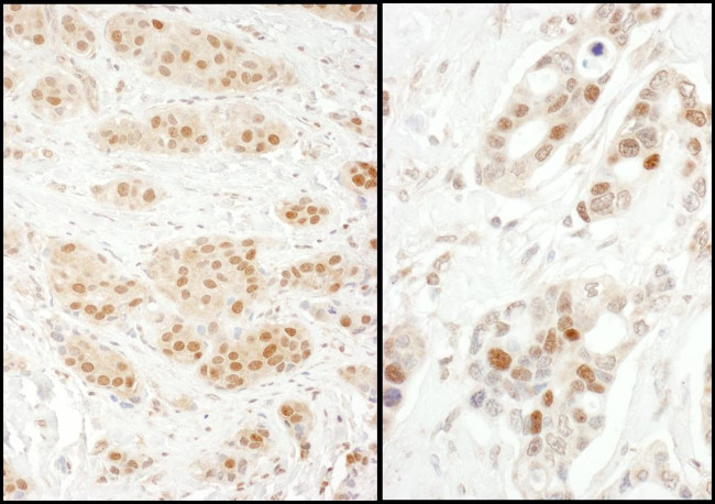 Exportin-5 Antibody in Immunohistochemistry (Paraffin) (IHC (P))