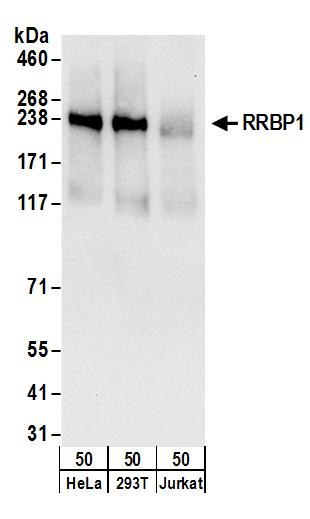 RRBP1 Antibody in Western Blot (WB)