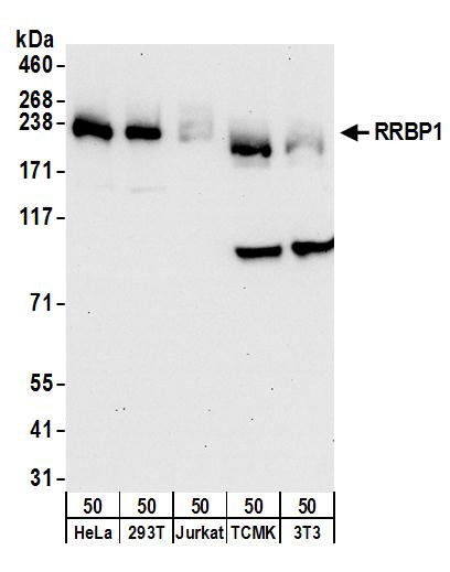 RRBP1 Antibody in Western Blot (WB)